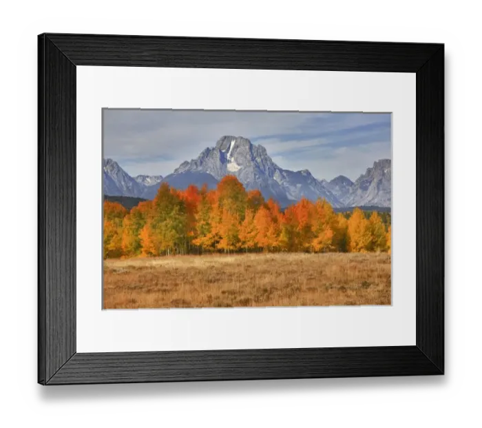 Framed Print : WY, Grand Teton NP, Mount Moran and aspen trees Framed Print : WY, Grand Teton NP, Mount Moran and aspen trees