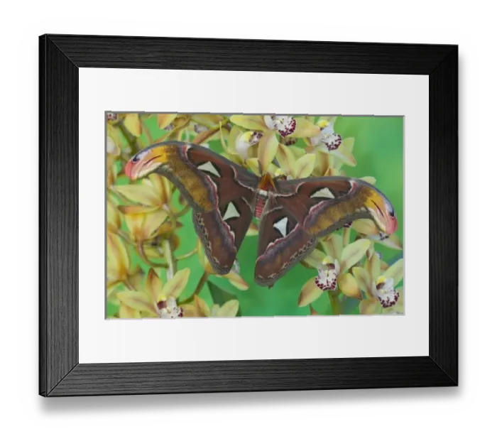 Framed Print : USA, North America, Washington Framed Print : USA, North America, Washington