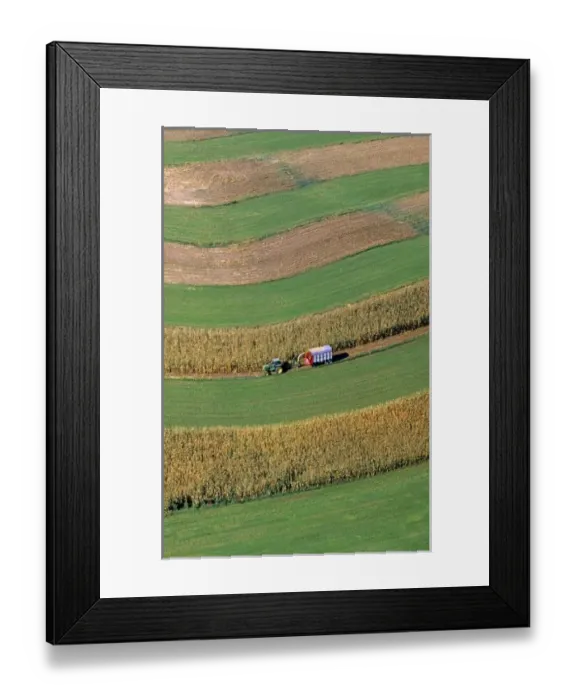 Framed Print : Aerial view of contour strip farming corn harvest in Southwest Wisconsin Framed Print : Aerial view of contour strip farming corn harvest in Southwest Wisconsin