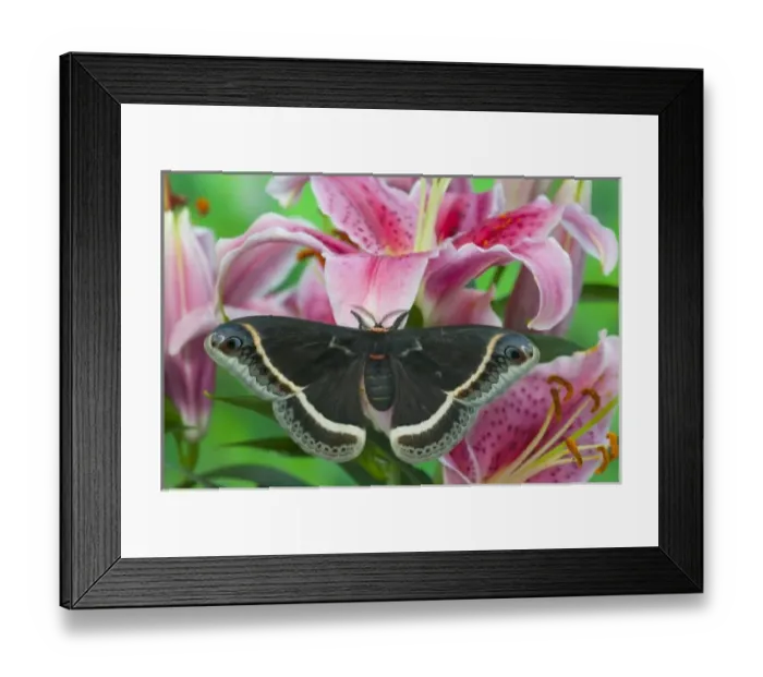 Framed Print : Sammamish, Washington Silk Moth for Arizona area Eupackardia calleta