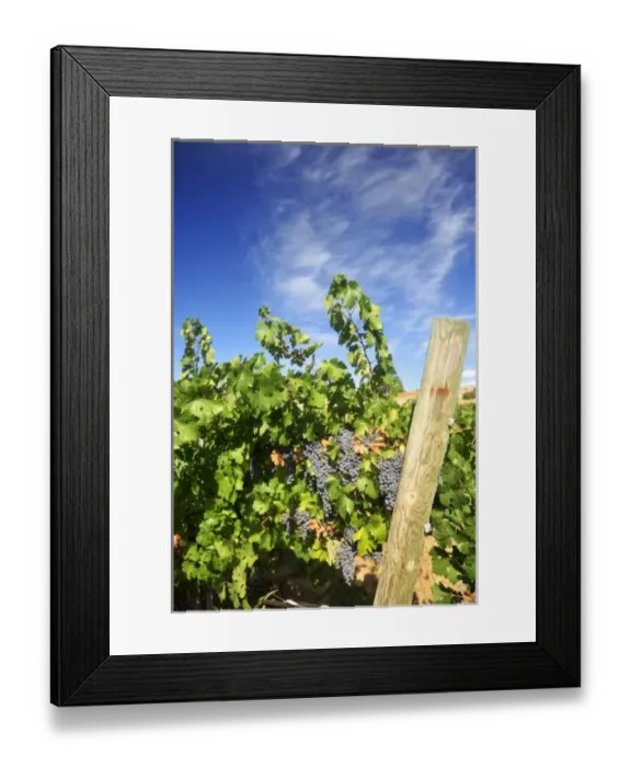 Framed Print : USA, California, Apple Hills Vineyard