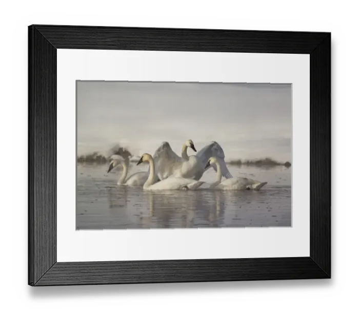 Framed Print : USA, North America, Wyoming Framed Print : USA, North America, Wyoming