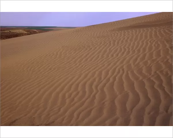 WA, Juniper Dunes Wilderness, sand dunes