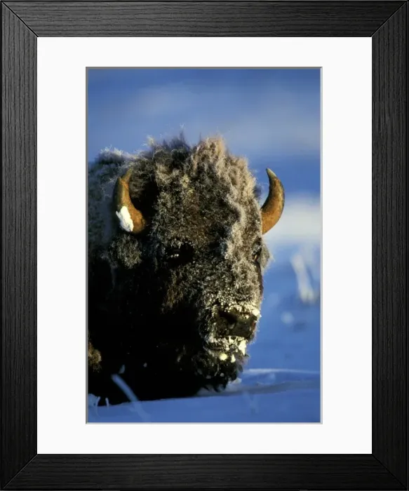 Framed Print : North America, USA, Wyoming, Yellowstone National Park. Bison (Bison bison)
