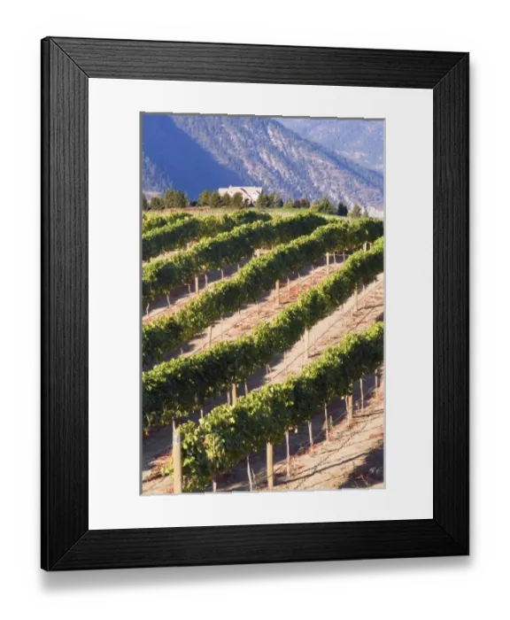 Framed Print : Benson Winery vineyard rolls down to Lake Chelan, Washington, with dry mountains across the lake Framed Print : Benson Winery vineyard rolls down to Lake Chelan, Washington, with dry mountains across the lake