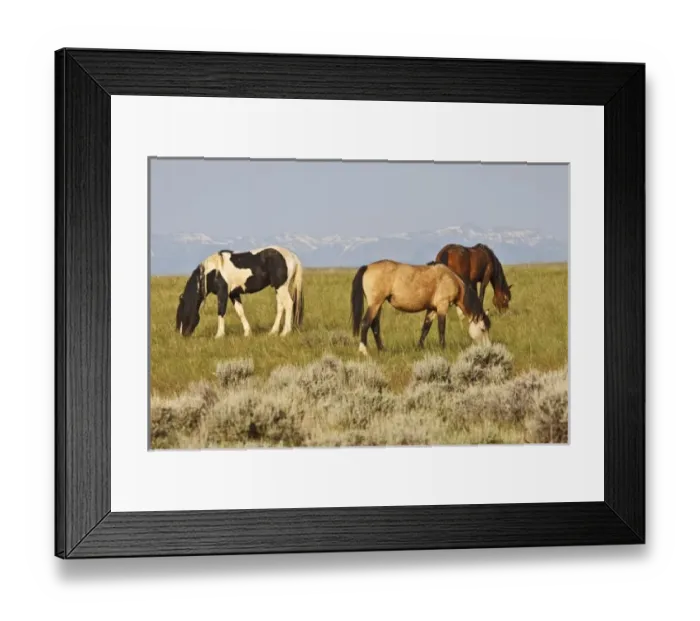 Framed Print : USA, North America, Wyoming Framed Print : USA, North America, Wyoming