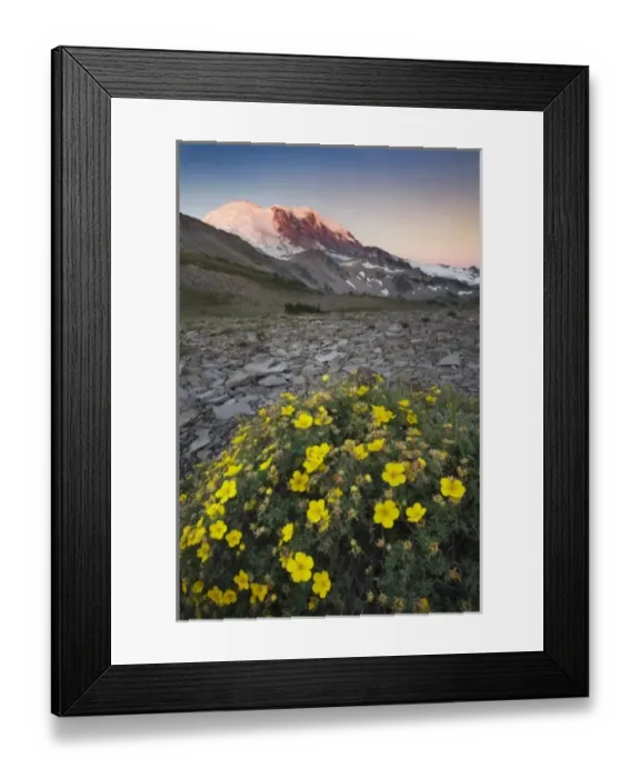 Framed Print : Unknown. alpine glow across wildflowers looking toward the peak of Mount