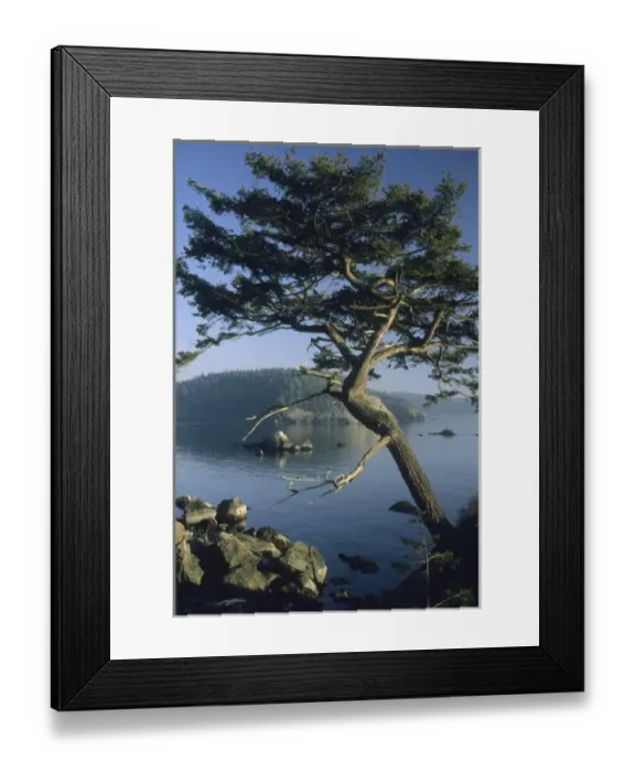 Framed Print : Tree on coast, San Juan Islands, Puget Sound, Washington USA Framed Print : Tree on coast, San Juan Islands, Puget Sound, Washington USA