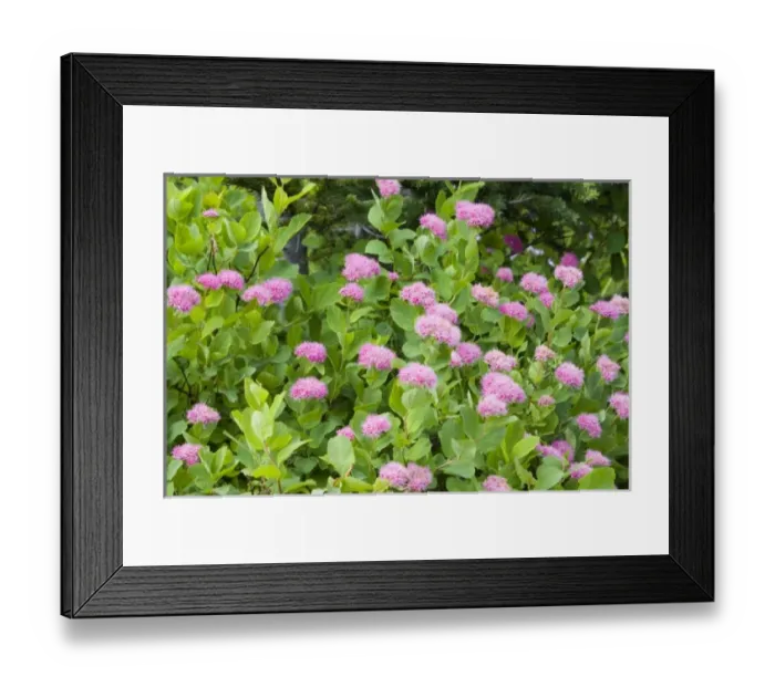 Framed Print : USA, North America, Washington