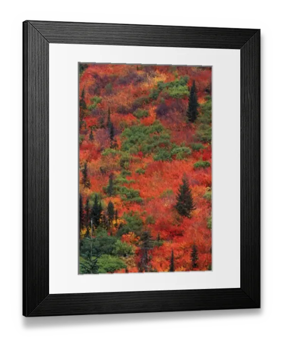 Framed Print : N. A. USA, Washington, Wenatchee National Forest, Stevens Pass, Autumn Color Framed Print : N. A. USA, Washington, Wenatchee National Forest, Stevens Pass, Autumn Color