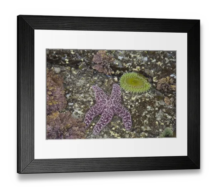 Framed Print : USA, North America, Washington Framed Print : USA, North America, Washington