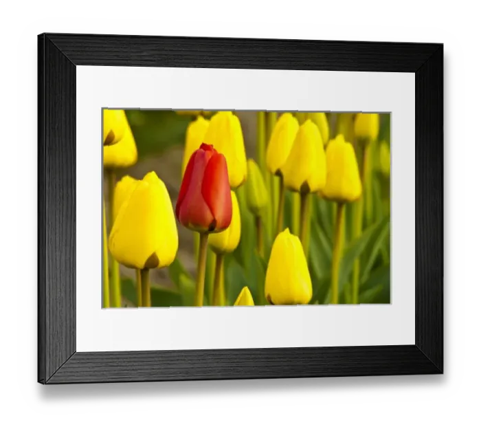 Framed Print : USA, North America, Washington Framed Print : USA, North America, Washington