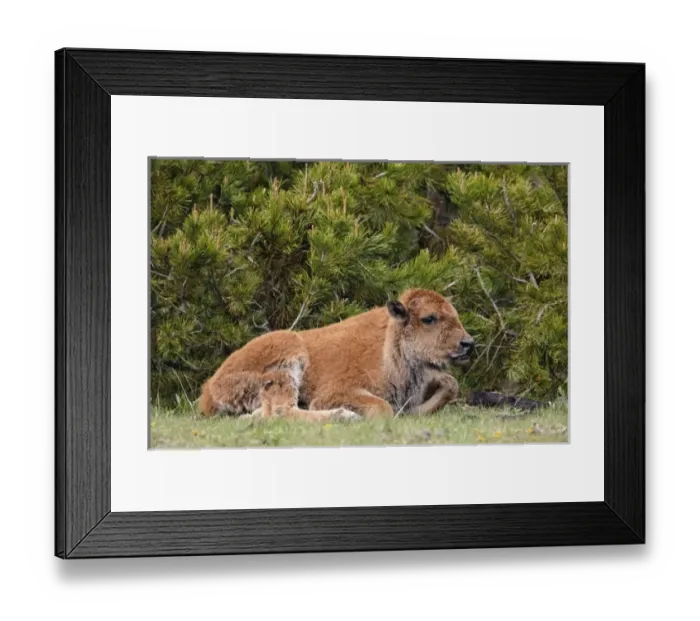 Framed Print : USA, North America, Wyoming