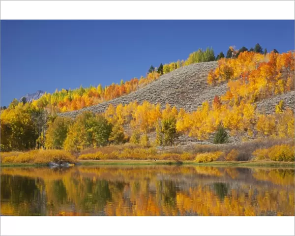 WY, Grand Teton NP, aspen trees reflected in Snake River