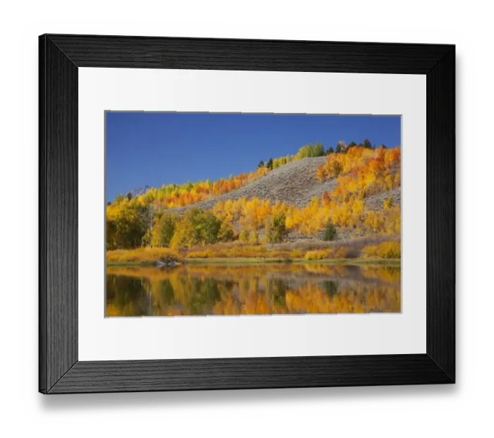 Framed Print : WY, Grand Teton NP, aspen trees reflected in Snake River