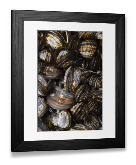 Framed Print : Shi Shi Beach low tide. Luxuriant tide pools. UNESCO World Heritage Site. Marine sanctuary