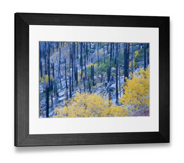 Framed Print : WA, Wenatchee National Forest, colorful autumn foliage, in burned pine forest