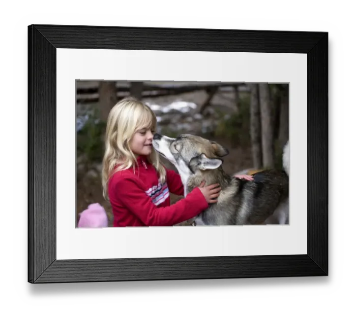 Framed Print : USA. Wyoming. Grand Tetons National Park. Young girl getting licked by Husky puppy. (MR)