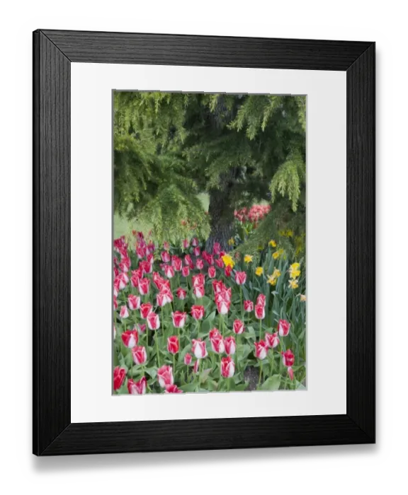 Framed Print : WA, Skagit Valley, Roozengaarde Tulip Garden, Colorful tulip scene