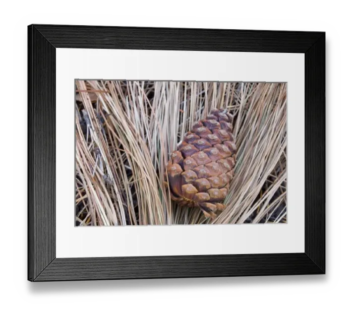 Framed Print : WA, Wenatchee National Forest, Ponderosa Pine cone and needles Framed Print : WA, Wenatchee National Forest, Ponderosa Pine cone and needles