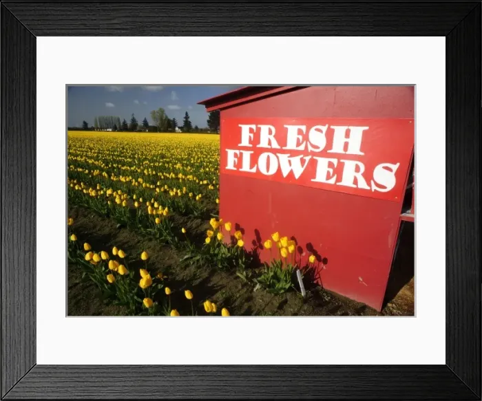 Framed Print : USA, Washington, Skagit Valley. Skagit Valley spring tulips Framed Print : USA, Washington, Skagit Valley. Skagit Valley spring tulips