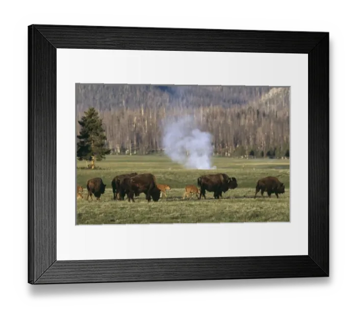 Framed Print : USA, North America, Wyoming Framed Print : USA, North America, Wyoming