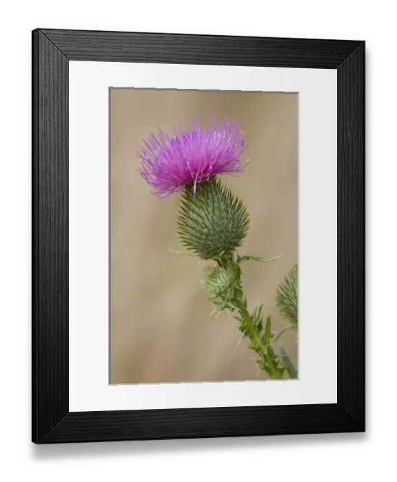 Framed Print : USA, North America, Washington