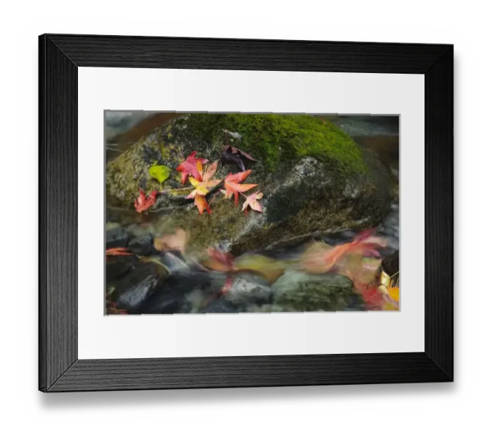 Framed Print : USA, Washington. Fall along the Mountain Loop Highway, north of Seattle