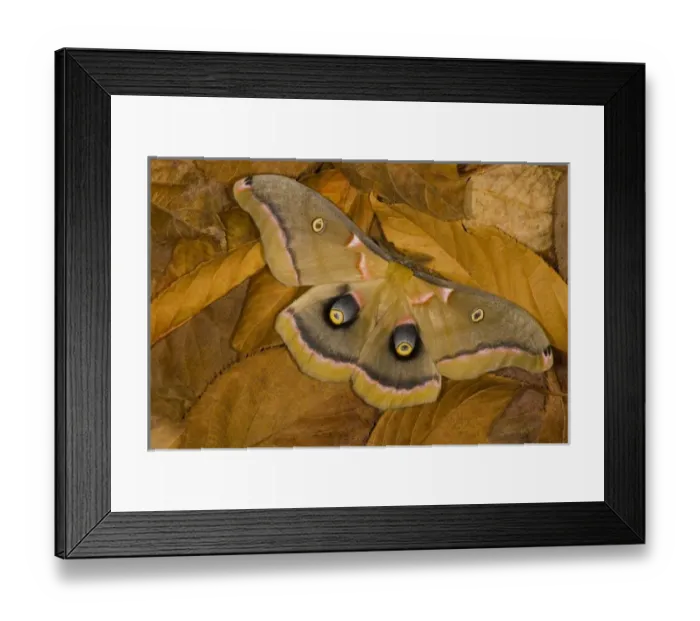 Framed Print : Sammamish, Washington silk moth Antheraea polyphemus from North America Framed Print : Sammamish, Washington silk moth Antheraea polyphemus from North America