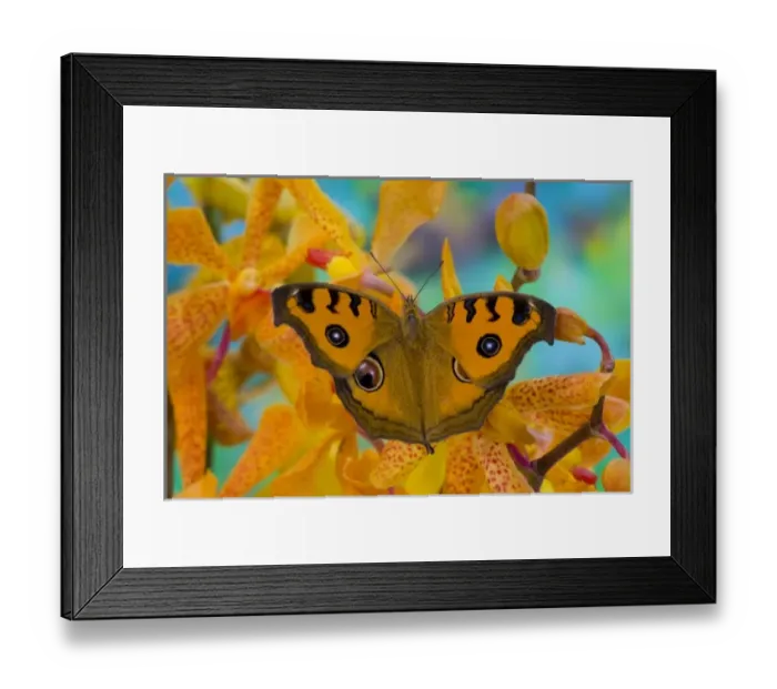 Framed Print : USA, WA, Sammamish, Tropical Butterfy photograph of Junonia almana the Peacock Pansy