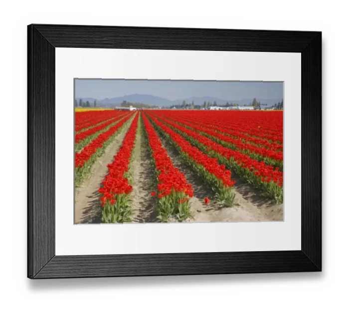 Framed Print : WA, Skagit Valley, Tulip Field in full bloom Framed Print : WA, Skagit Valley, Tulip Field in full bloom
