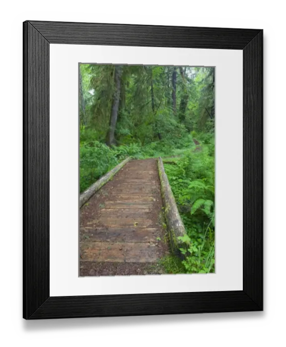 Framed Print : USA, Washington, Olympic National Park, Quinault Rain Forest, Maple Glade trail, ferns Framed Print : USA, Washington, Olympic National Park, Quinault Rain Forest, Maple Glade trail, ferns