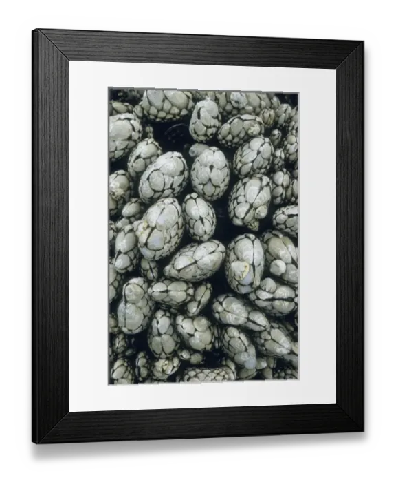 Framed Print : USA, North America, Washington