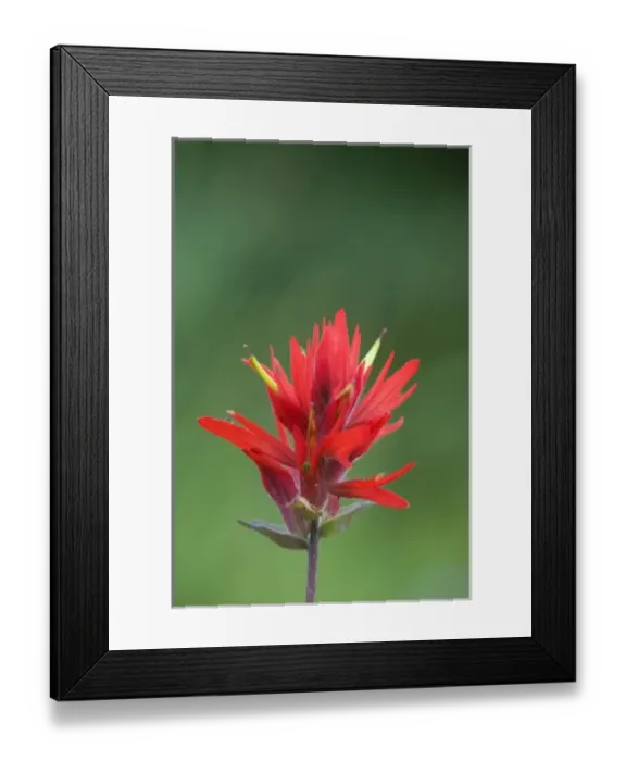 Framed Print : WA, Mount Rainier National Park, Magenta Paintbrush (Castilleja parviflora)