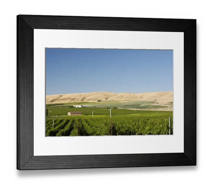 Framed Print : Vineyards of Tri-Cities area in the Columbia Valley, Eastern Washington