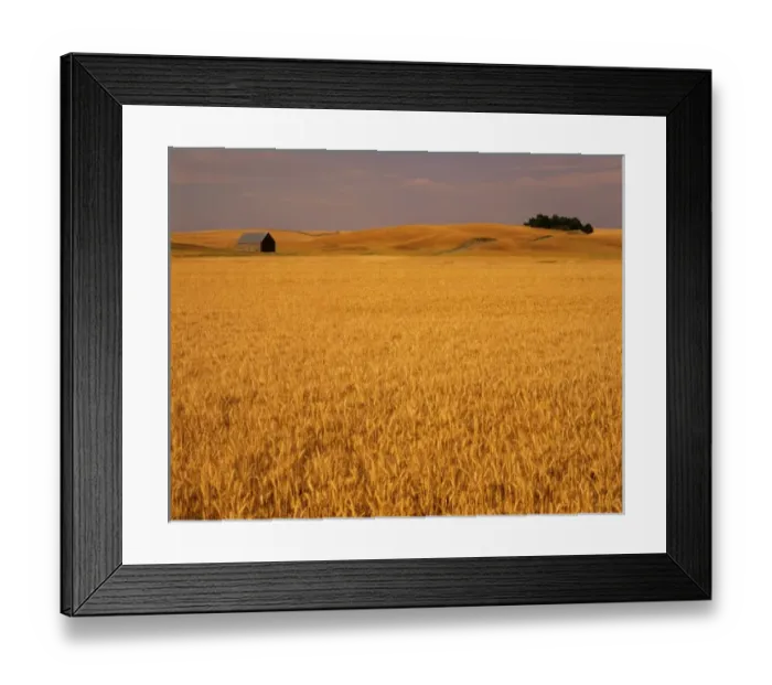 Framed Print : Idaho, Genesee, wheat field and barn Framed Print : Idaho, Genesee, wheat field and barn