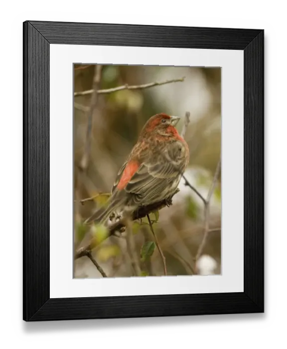 Framed Print : North America, USA, WA, Whidbey Island, Coupeville. House Finch (Carpodacus mexicanus) Framed Print : North America, USA, WA, Whidbey Island, Coupeville. House Finch (Carpodacus mexicanus)
