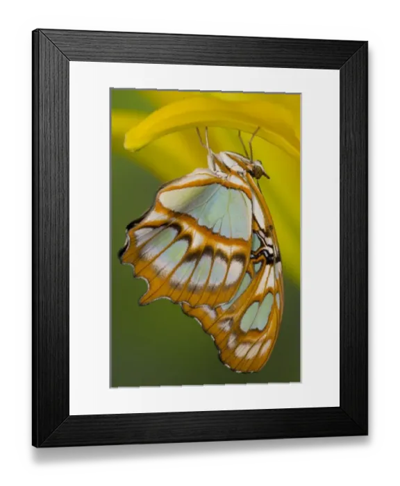 Framed Print : USA, North America, Washington Framed Print : USA, North America, Washington
