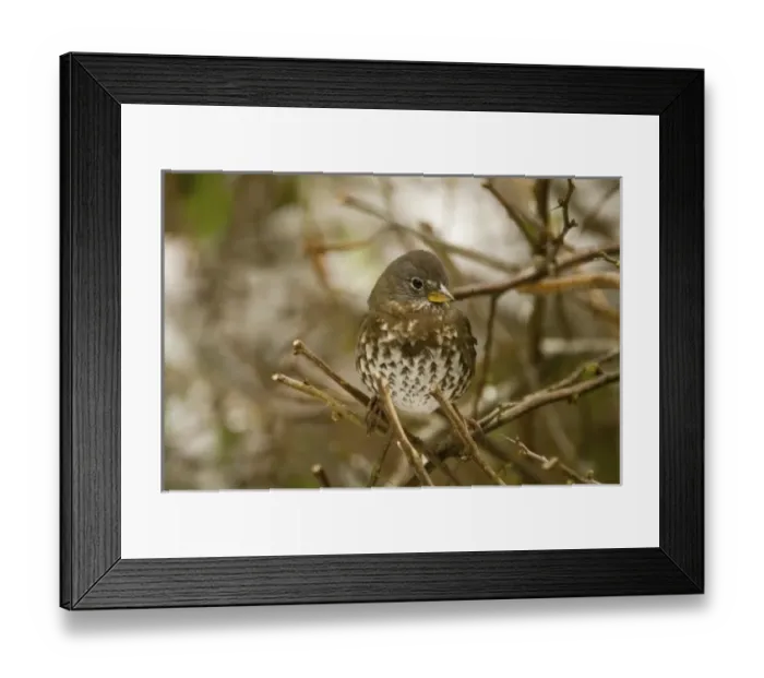 Framed Print : USA, North America, Washington Framed Print : USA, North America, Washington