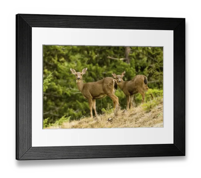 Framed Print : USA, North America, Washington