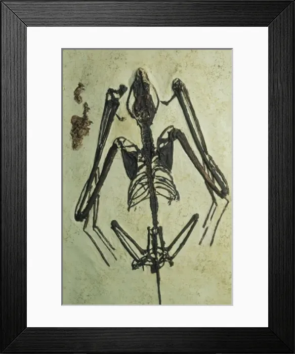Framed Print : Fossils, the oldest known bat fossil, found in Wyoming Framed Print : Fossils, the oldest known bat fossil, found in Wyoming