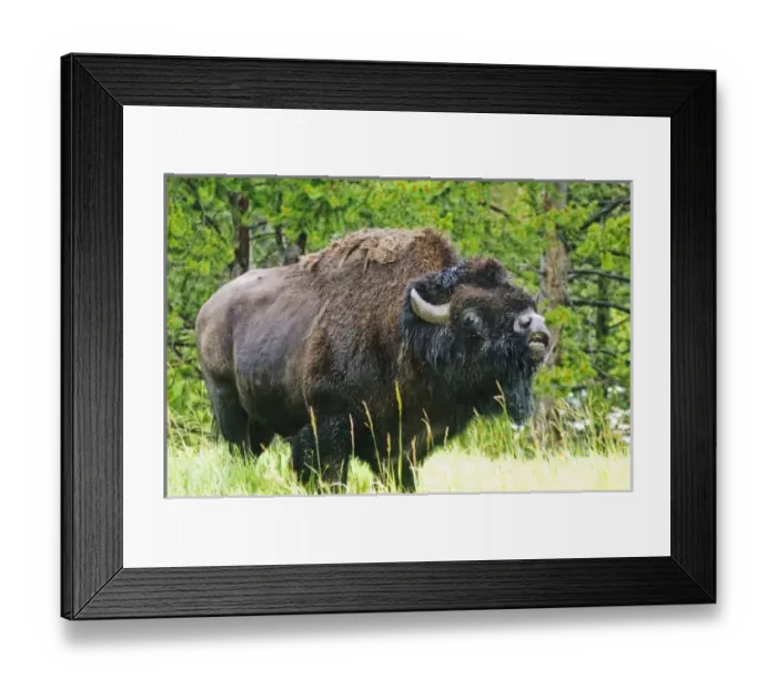 Framed Print : USA, North America, Wyoming