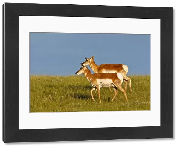 Pronghorn (Antilocapra americana), antelope, does on the prairie, June