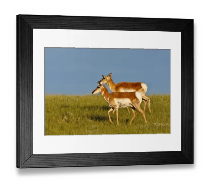Framed Print : Pronghorn (Antilocapra americana), antelope, does on the prairie, June
