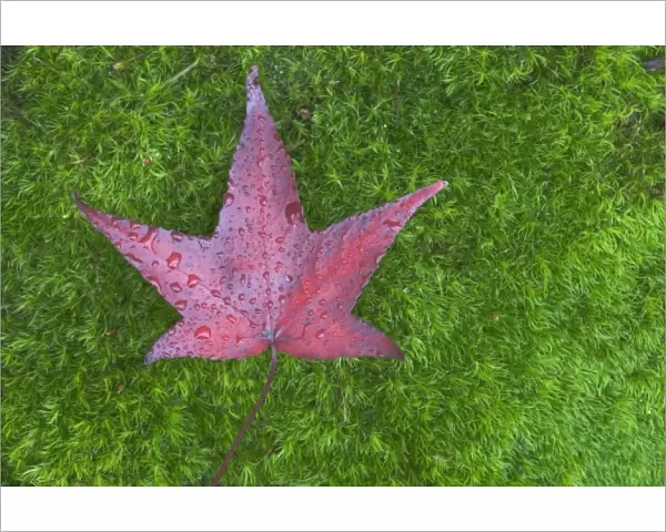 USA, WA, Sweet Gum Leaf on Moss