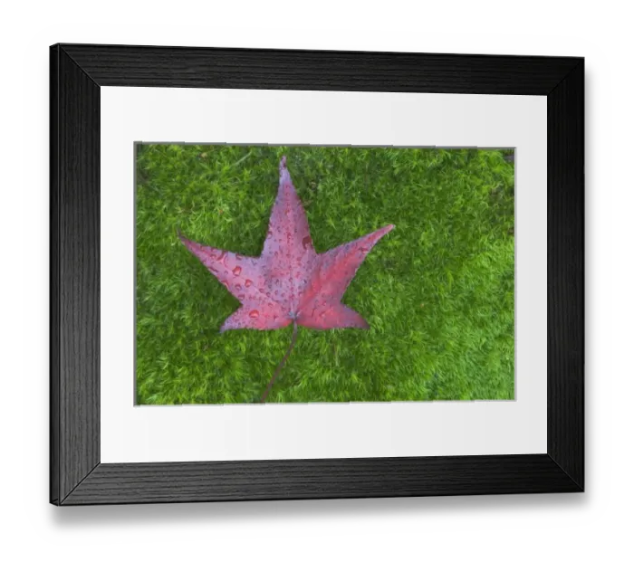 Framed Print : USA, WA, Sweet Gum Leaf on Moss Framed Print : USA, WA, Sweet Gum Leaf on Moss