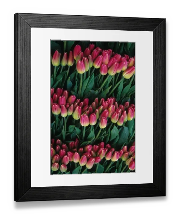 Framed Print : USA, Washington, Skagit Valley. Pink tulips Framed Print : USA, Washington, Skagit Valley. Pink tulips