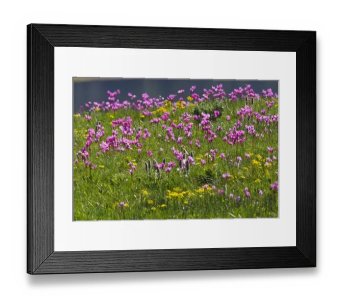 Framed Print : USA, Wyoming, Yellowstone National Park, Alpine Shooting Star (Dodecatheon alpinum) wildflowers Framed Print : USA, Wyoming, Yellowstone National Park, Alpine Shooting Star (Dodecatheon alpinum) wildflowers