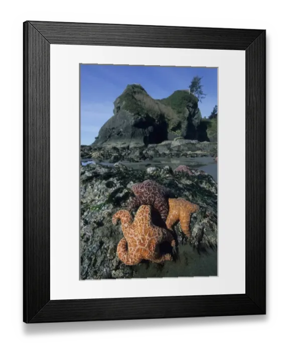 Framed Print : Ochre Seastars (Pisaster ochraceous) Shi-Shi Beach, Point of Arches, Olympic Peninsula