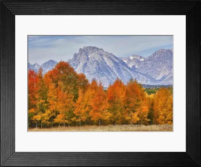 Framed Print : WY, Grand Teton NP, aspen trees with the Teton mountain range at Willow Flats Framed Print : WY, Grand Teton NP, aspen trees with the Teton mountain range at Willow Flats